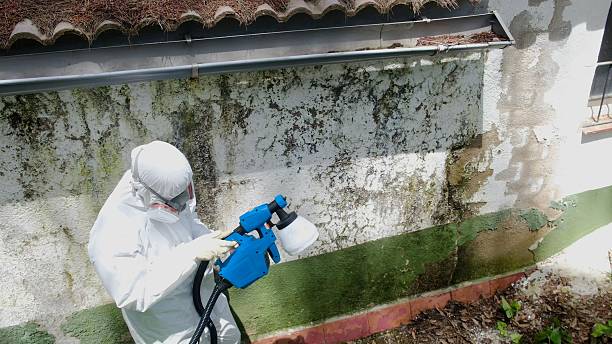 Trusted Crawl Space Mold Removal service in Auburn, GA - Cheap Mold Removal